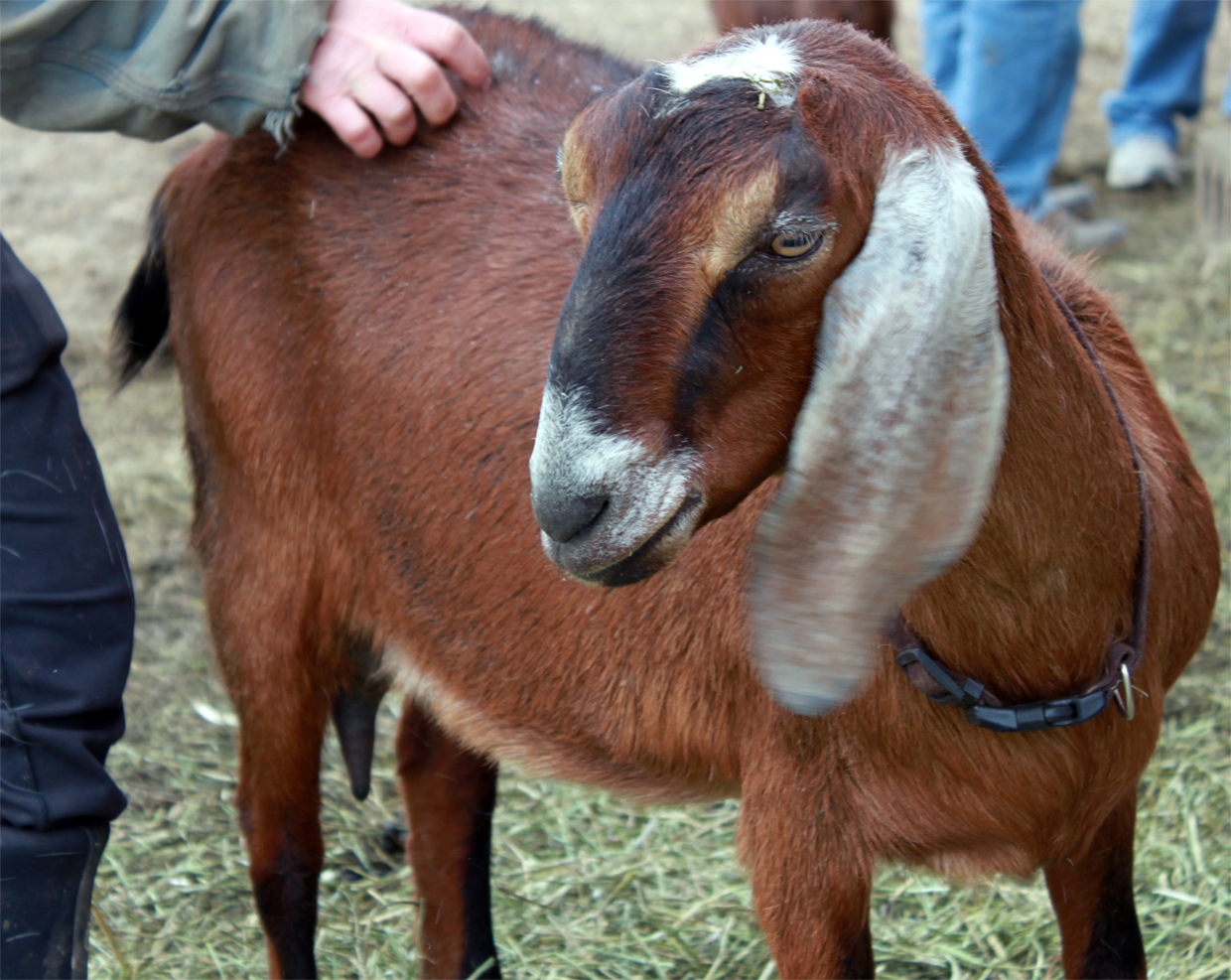 Honey Creek Creamery sells premium chèvre goat cheese to restaurants, farmers markets, specialty stores and as an Add-on CSA share at Iowana Farm.